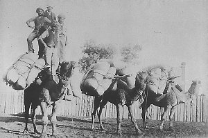 Camels carrying flour in a dry season. Afghan drivers -...