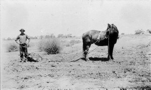 Drain delving by horse at "Amaroo" - Bourke, NSW