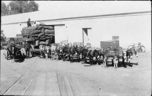 Donkey team with wagon at Knox & Downs store shed on th...