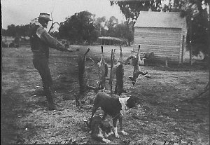 Foxes killed on "Quiamong" - Conargo, NSW