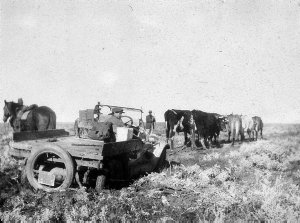 Bullock team pulling truck out of mud at Kars Station -...