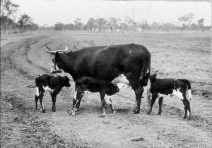 Cow with three calves - Walgett, NSW