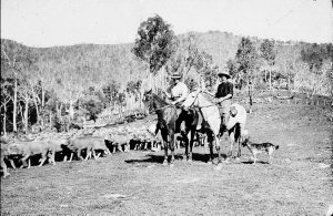 Mustering sheep - Glenrock, NSW