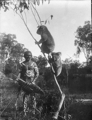 Aboriginal man in ceremonial paint standing behind branch with two koalas on it - Port Macquarie area, NSW