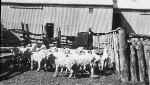 Counting out at shearing on "Baldon" - Moulamein, NSW