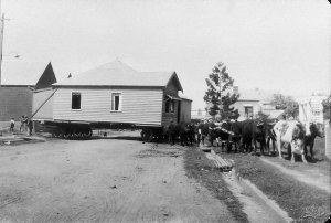 Bullock team moving house in Clyde Street - Kempsey, NS...