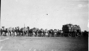 Cool Willie's camel team with load of wool. Supply of f...