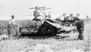 Harvesting wheat on a horse-drawn reaper and binder on ...