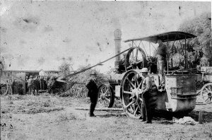 Steam tractor driving a chaffcutter, cutting maize to f...