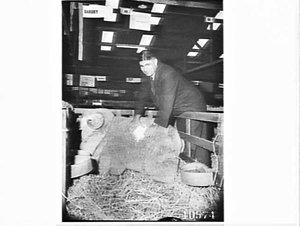 Sheep Show, 1961