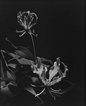 File 24: Flower, colour, 1986 / photographed by Max Dup...