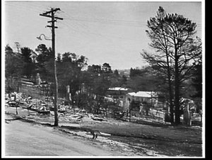 Aftermath of bushfires at Leura