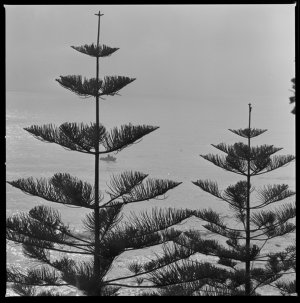 File 16: Newport pines, morning, October 1984 / photogr...
