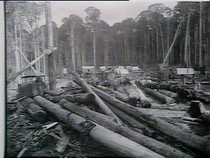 Tallow-wood at camp Briggsvale