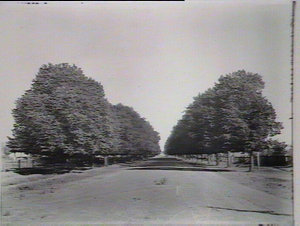 Morrisset St, Bathurst, showing avenue of elms