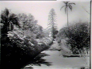 Azaleas, Botanic Gardens