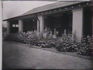Delphiniums, Agricultural School, Glenfield