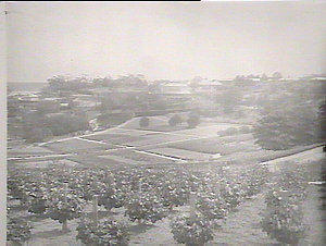 View of grounds, Gladesville Asylum