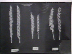 Wheat specimens