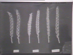 Wheat specimens