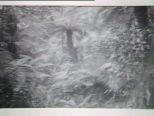 (MM) Women in ferns possibly bushwalking in the Blue Mo...