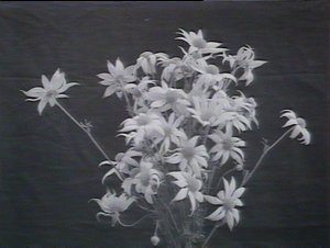 Flannel flower "Actinotus Helianthus"