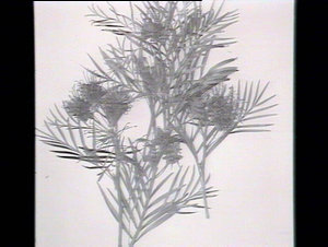 Grevillea Banksia var. Fosteri