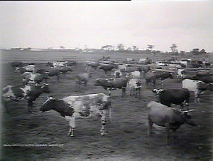 Dairy cattle Nowra district