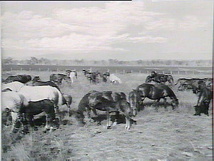 Draught mares in paddock, Woodhouse Farm