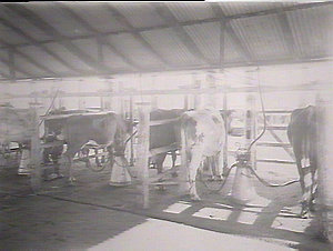 Milking machines on the Manning River