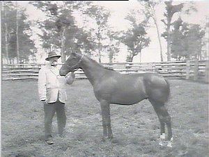 Thoroughbred colt by Wallace, Woodhouse Farm