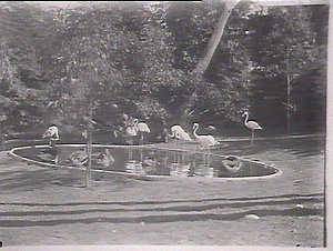 Cranes, Zoological Gardens
