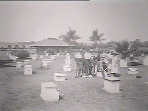Hawkesbury Agricultural College - the apiary