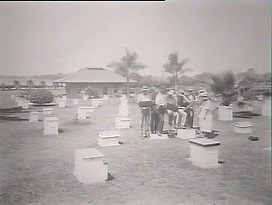 Hawkesbury Agricultural College - the apiary