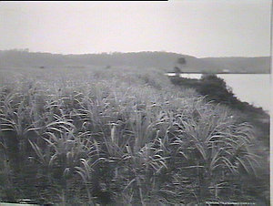 Sugar-cane field near Harwood Island