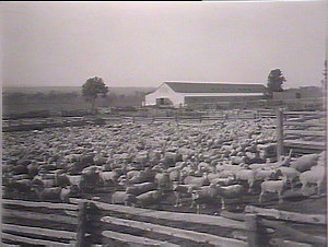 Shorn sheep, "Goombargoona" station