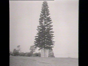 Tree planted by the late Duke of Clarence (on 12" base)
