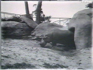Hippo at home, Taronga Park