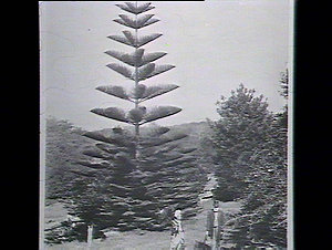 Lady & gent near pine tree