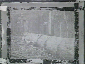 Giant blackbutt log, 7000 super feet at Lansdowne