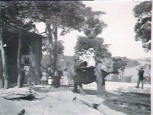The elephant, Taronga Zoological Park
