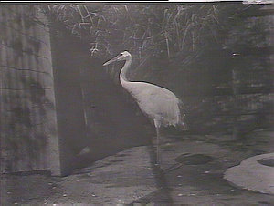 Taronga Park Zoo views: stork