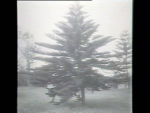 Sir H. Rawson's tree, Kurnell