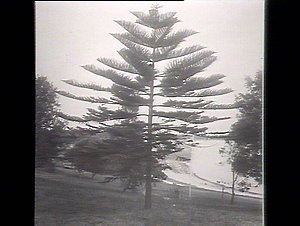Miss Lawson's tree, Kurnell
