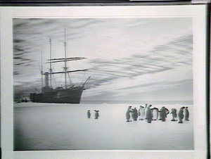 The "Aurora" tied to floeat the Shackleton Shelf