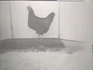 Hawkesbury College: Black Orpington hen