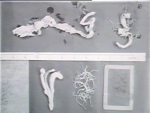Diseased chicken intestines & specimens