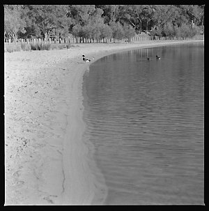 File 20: Narrabeen Lake, October 1984 / photographed by...