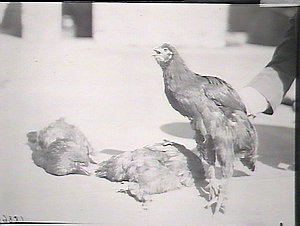Fowls, diseased