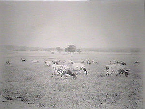 Ayrshire cows milking herd grazing on sudan grass.